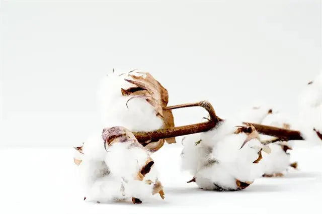 What is Organic Cotton —— Ultimate Guide